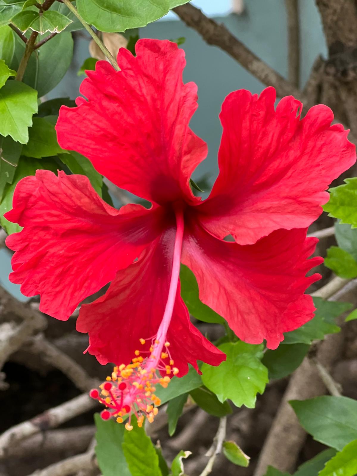 Flower_Hibiscus