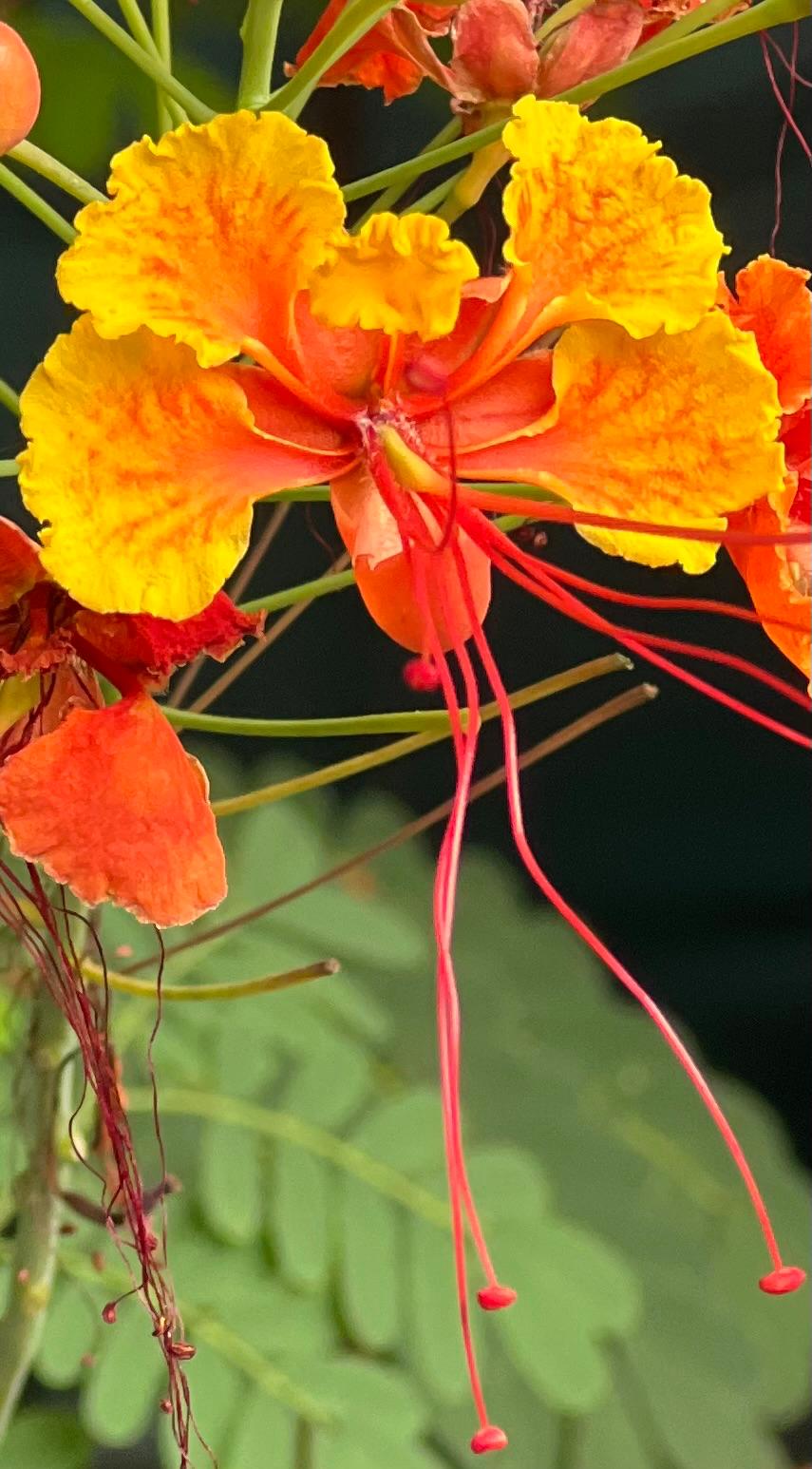 Flower_Peacock Flower