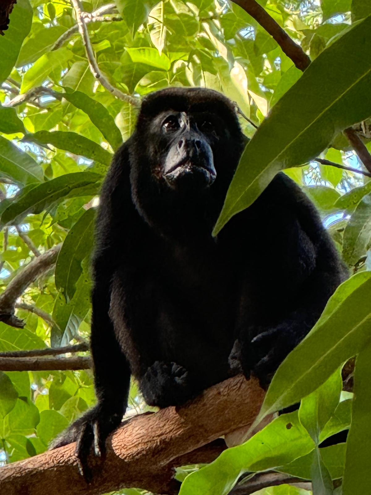 Howler_Monkey2