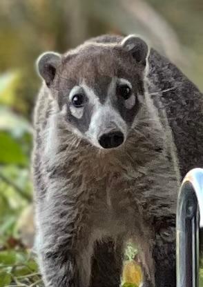 White_Nose_Coati