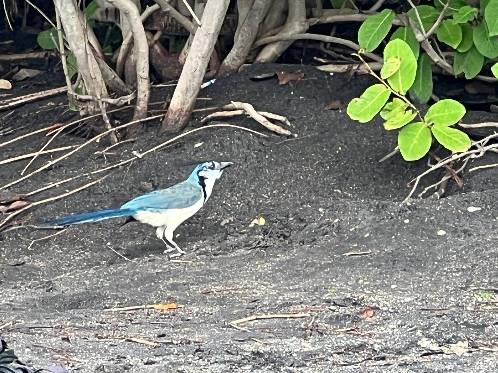White Throated Magpie-Jay