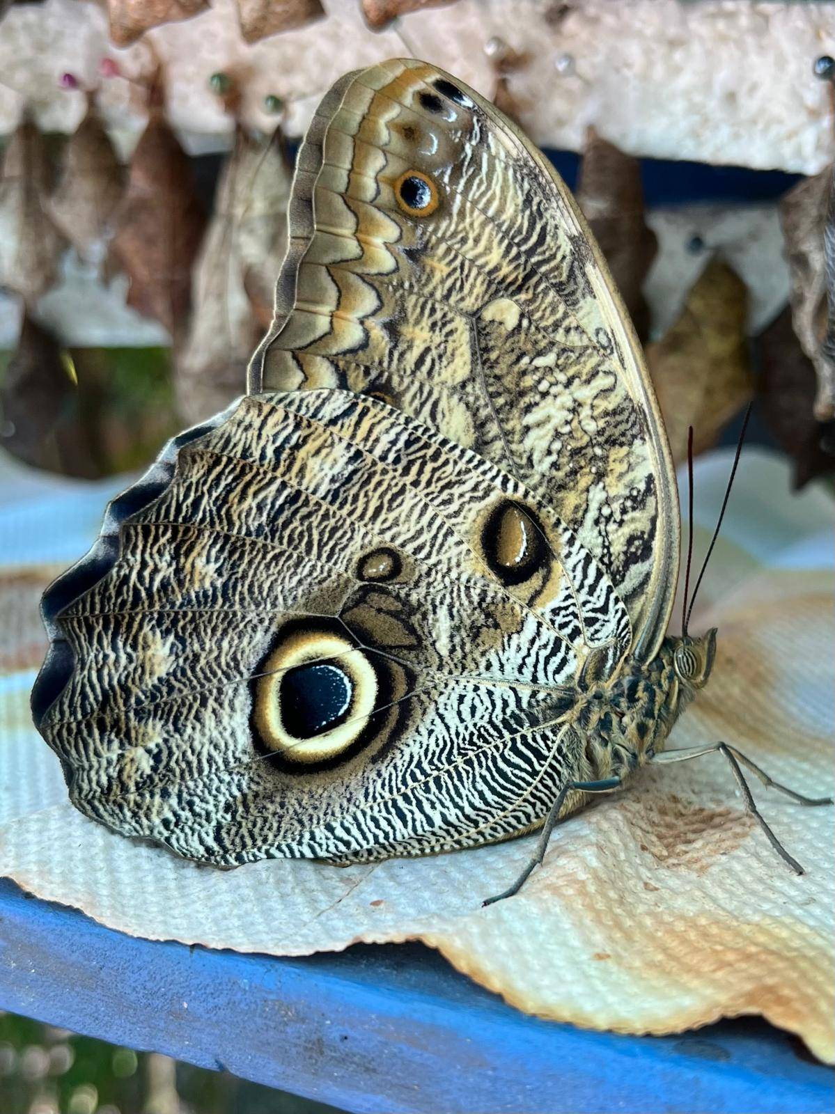 Butterfly_CaligoMemmon_Giant Owl1