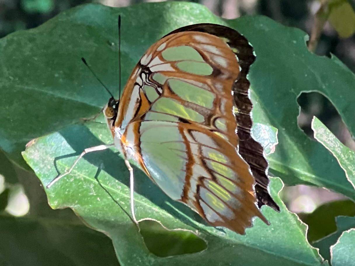 Butterfly_Malachite