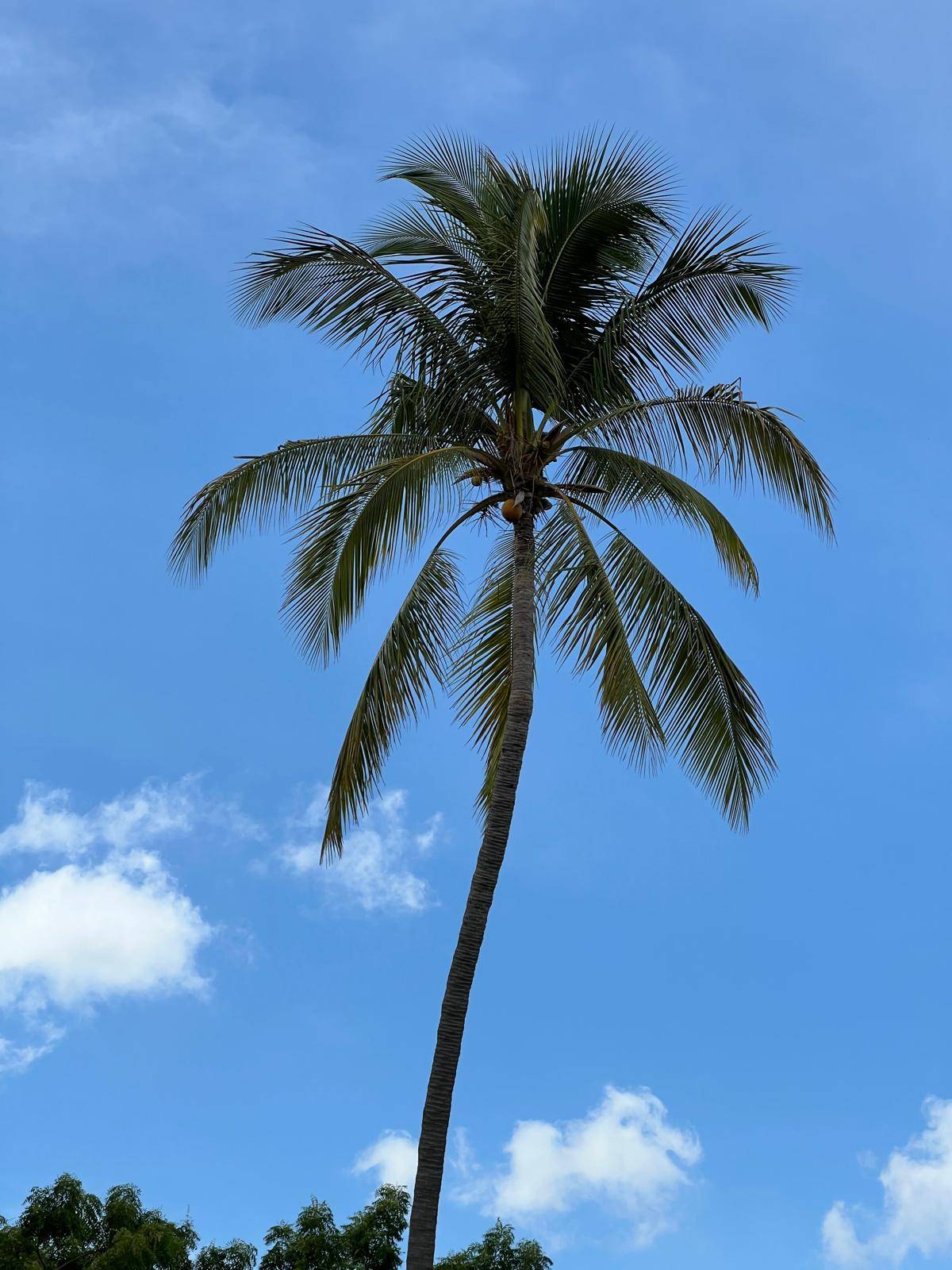 Palm Tree