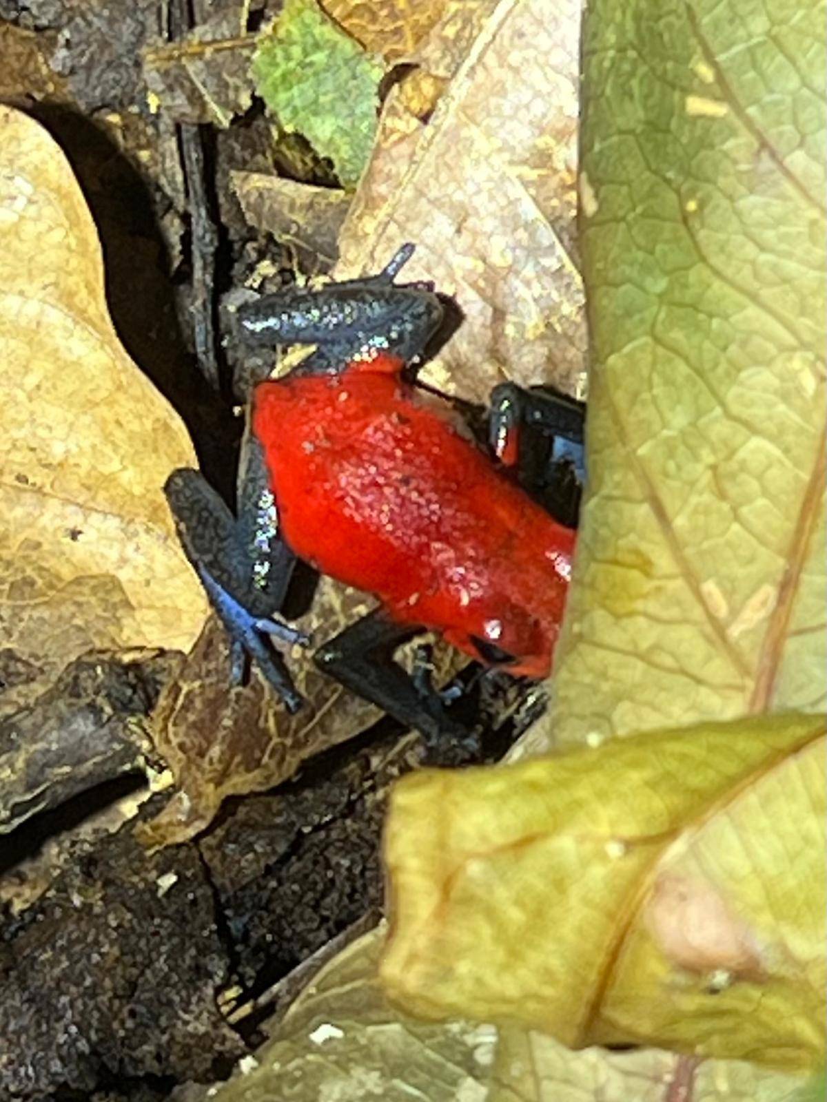 PoisonDartFrog_BlueJeansFrog