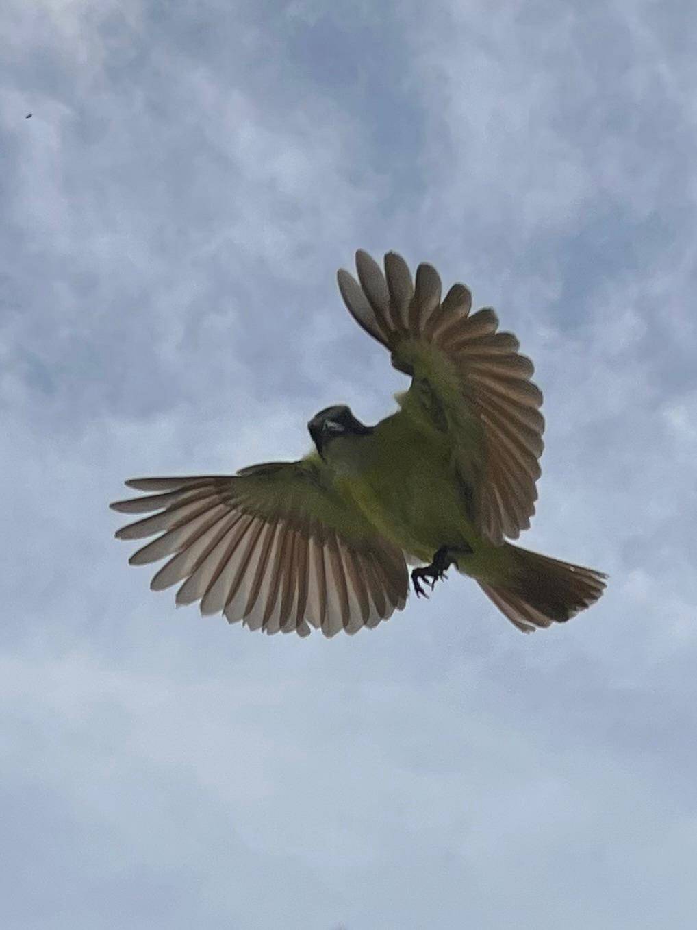 Bird_Great Kiskadee1