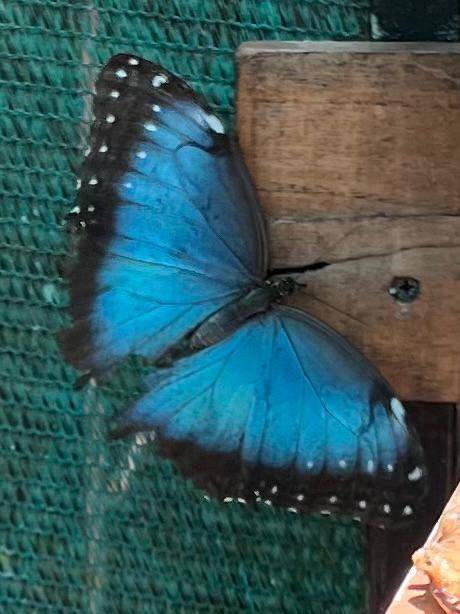 Butterfly_BlueMorpho1